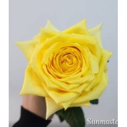 Rosa Ecu. Sunmaster 80cm