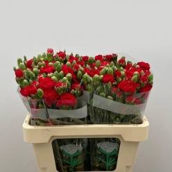 Clavel Hol. Mini Red Kiss 65cm 45gr