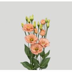 Lisiantus Hol. Sabrina Orange 65cm 55gr "Waalzicht"