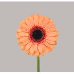 Gerbera Mini Hol. Dusty "T20"