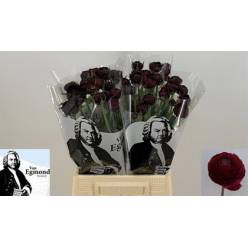 Ranunculos Hol. Aazur Bordeaux 45cm 50gr "CC30"
