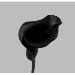 Calla Arabian Night 50cm