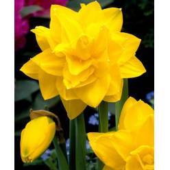 Narciso Hol. D Golden Ducat 48cm Am.