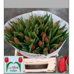 Tulipan Hol. Kasparov 40cm