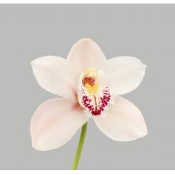 Cymbidium Meline 50cm Bl