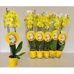 P. Phalaenopsis Ov. Tintada Amarilla 9/55cm x8 2T  -Joflor-