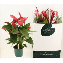 P. Anthurium Melodia Ibis 21/90cm x4 10F -Amazone plants-