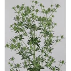 Eryngium Hol. White Glitter 50cm