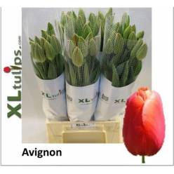 Tulipan Frances Avignon 65cm