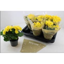 P. Begonia HL Blitz 13/30cm "CC6"