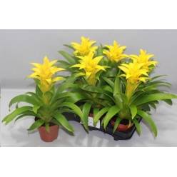 P. Guzmania Diana 13/35cm x6