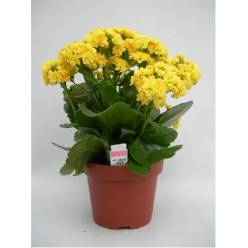 P. Kalanchoe B Ge Perf Yellow 10.5/24cm "CC10"