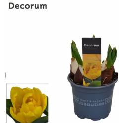 P. Tulipan Yellow Baby 12/16cm "CC10"