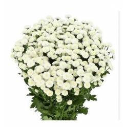 Santini Mad. Lumie White 1300gr "T25" Bl.