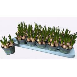 P. Muscari White Magic 9/14cm "CC18"