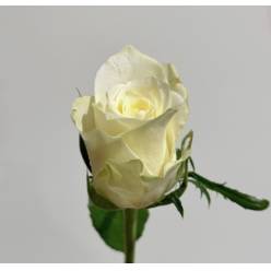 Rosa Hol. Athena 50cm (7 Dias - 2�)