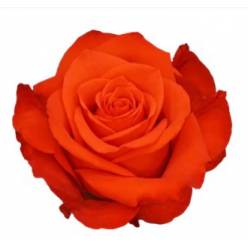 Rosa Col. New Face 60cm Nj. (7 Dias - 2�)