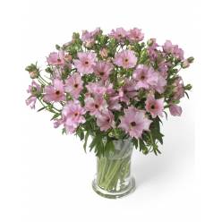 Ranunculos Italia Butterfly Isis 50cm (7 Dias - 2�)