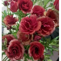 Ranunculos Italia Butterfly Emos 50cm (7 Dias - 2�)