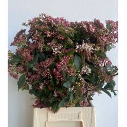 Viburnum Valery Italia 60cm 200gr