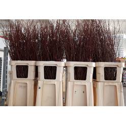 Salix Tortuosa 120cm "T10"