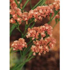 Statice Italia Naranja 70cm "T25"