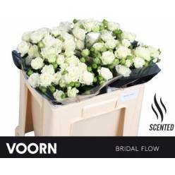 Ramificada Bridal Flow 60cm "Voorn"