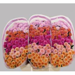 Santini Mixta PP Miller 1100gr "T25"