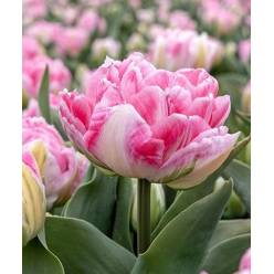 Tulipan Hol. Doble Foxtrot 35cm