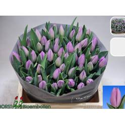 Tulipan Hol. Devoted 40cm Mlv.