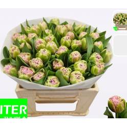 Tulipan Hol. Doble Cairns 35cm Bic