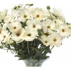 Ranunculos Hol. Butterfly Keramo 70cm 60gr "T10"