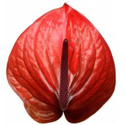 Anthurium Hol. Cantello �13  "CC12"