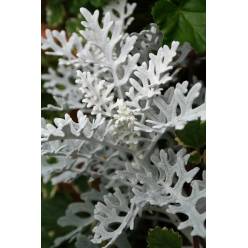 Senecio Maritima Italia 50cm 400gr