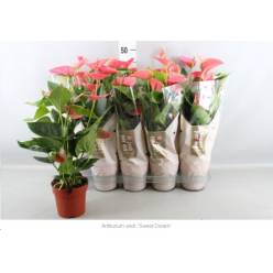 P. Anthurium An Sweet Dream 12/45cm x10 5F
