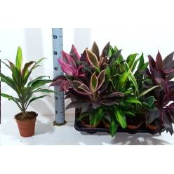 P. Cordyline Mixto 5surt 13/45 x8