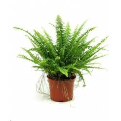 P. Helecho Ex Green Lady 12/35cm "CC8"