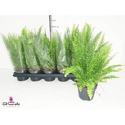 P. Helecho Green Momen 9/15cm "CC18"