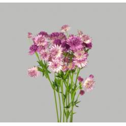 Astrantia Roma 60cm "T25" (7 Dias - 2�)