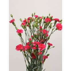 Clavel Mini Fucsia (7 Dias - 2�)