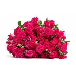 Ramificada Alicia 60cm Fucsia (7 Dias - 2�)