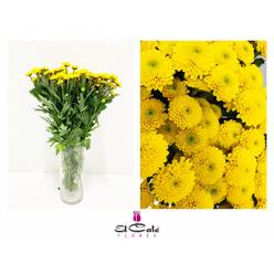 Santini Aurinko 1100gr "T25" Am. (7 Dias - 2�)