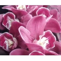 Cymbidium Deep Purple 80cm (7 Dias - 2�)