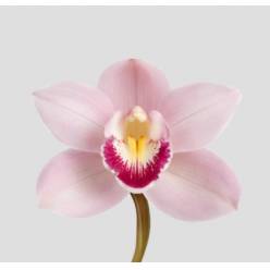 Cymbidium Jenny 80cm Rs. (7 Dias - 2�)