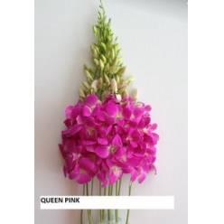 Dendro Queen Pink 55cm (7 Dias - 2�)