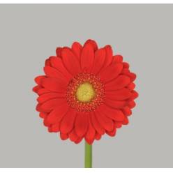 Gerbera Mini Hol. Lipstick Rj. "T20" (7 Dias - 2�)