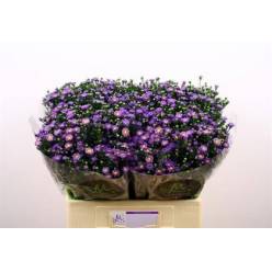 Aster Hol. Teeny Tiny Blue 80cm 30gr "T25" (7 Dias - 2�)
