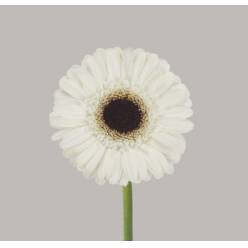 Gerbera Mini Hol. Yuta "T20" (7 Dias - 2�)