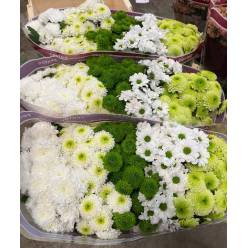 Santini Mixta Verde/Blanco 1000gr "T25" (7 Dias - 2�)