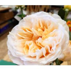 Rosa Ecu. The Dye 70cm Sl. (7 Dias - 2�)